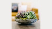 Aveo Wellness